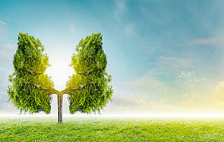 Zehnder_CAS_IMG_Tree_and_lungs